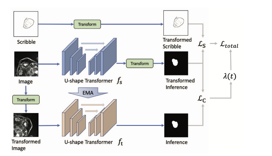 Teacher-student U-shaped Transformers with scribble supervision, transformation consistency, and exponential moving-average updates for cardiac MRI segmentation.